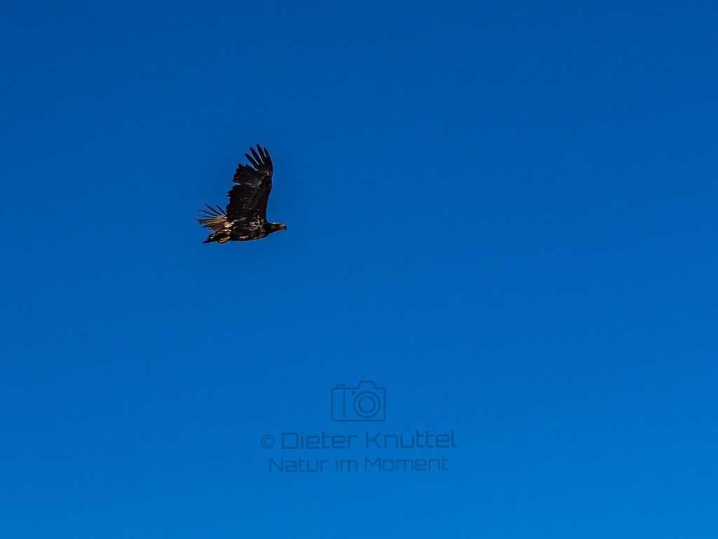 P1001585-LR-topaz-enhance | Natur im Moment - Realisiert mit Pictrs.com