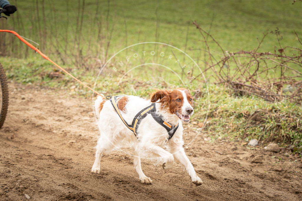 DV3A1175 | Hundefotografie, Tierfotograf, Pfotenfotografie, Fotoshooting Hund, Hunde Portrait, Hundesport, Hundeportraits, Heideshooting, Hunde, Sportfotograf, Hundefotograf, Turnierhundsport, THS,  - Realisiert mit Pictrs.com