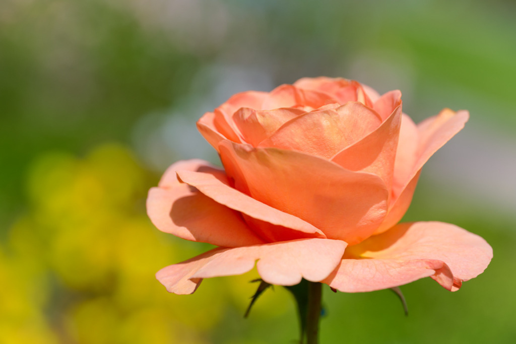 beetrose-bengali-vb | Entdecken Sie hochwertige Kunstdrucke im Online-Shop von Rainer Plett. Die Fotografien umfassen norddeutsche Landschaften, Blumen, Tiere, Natur und Sehenswürdigkeiten. Erfreuen Sie sich an auserlesenen Motiven aus Schleswig-Holstein und Hamburg. - Realisiert mit Pictrs.com