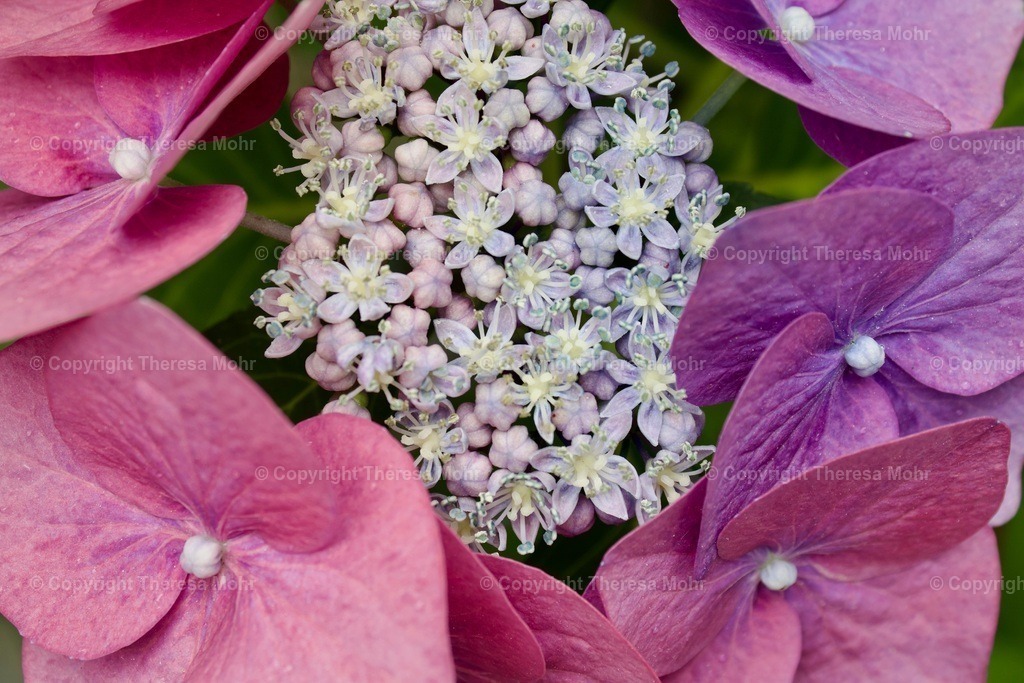 IMG_5601 | Naturpuls - Realisiert mit Pictrs.com