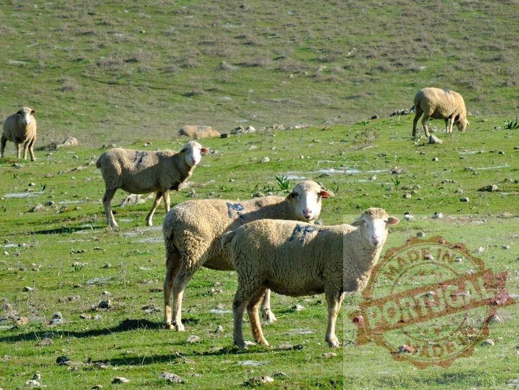 Sheep grazing pasture, flock living in countryside | Sheep grazing on green pastureland under a bright sky - Realized with Pictrs.com