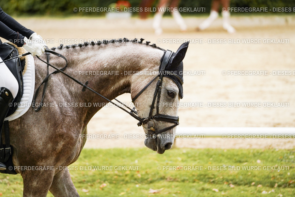 DSC00488 | Pferdegrafie