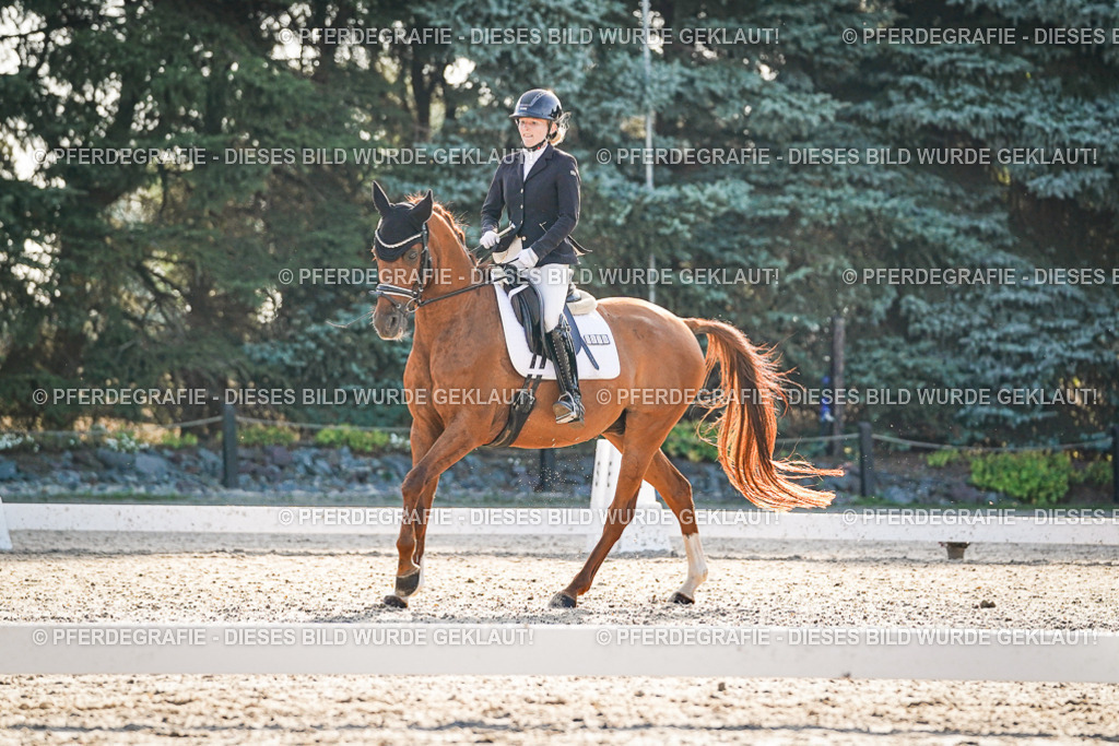 DSC08073 | Pferdegrafie