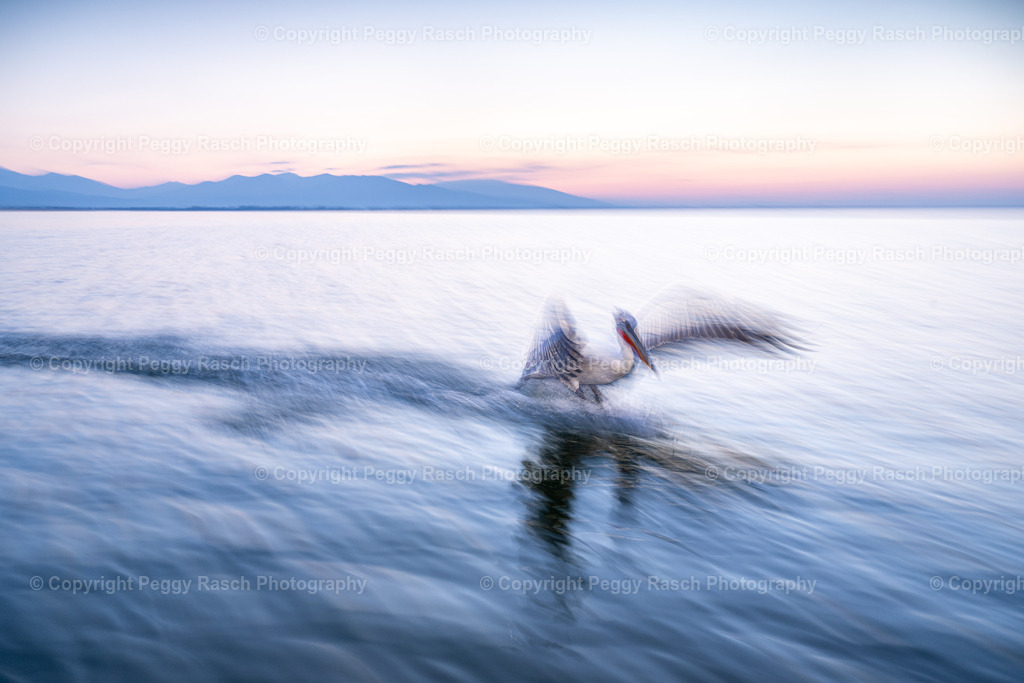 Pelikane_2024_groß next4-16 | PeggyRaschPhotography - Realisiert mit Pictrs.com