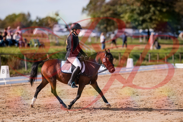 2026_10_03_Siefer-Hof_120703_Z81_08593000 | Professionelle Reitsport-, Turnier- und Eventfotografie von Robert Broda. Galerien mit ausgewählten und bearbeiteten Bildern direkt online ansehen und bestellen.
