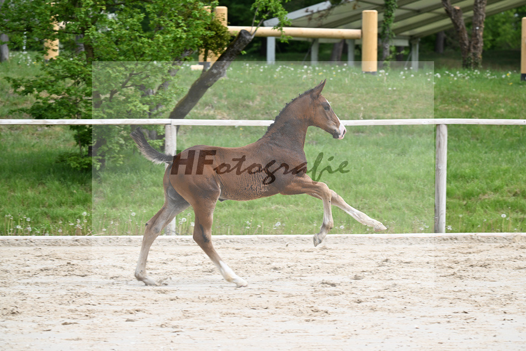 Kat-Nr. 5 HF Aganix du Seigneur x Dominator Z_Daurer_24260081 | hf-fotografie - Realisiert mit Pictrs.com