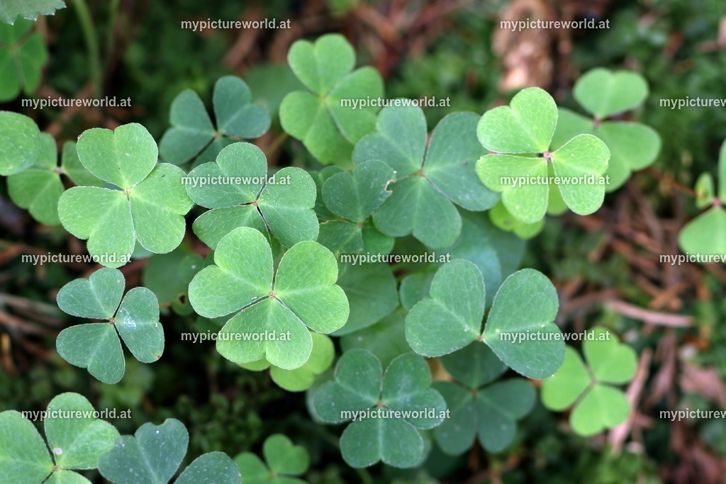 Wald-Sauerklee-007 | Das Bilderarchiv über Tiere, Planzen und Landschaften. In der Bilddatenbank finden Sie ein große Auswahl an hochwertigen Bilder für Ihre Werbung - Realisiert mit Pictrs.com