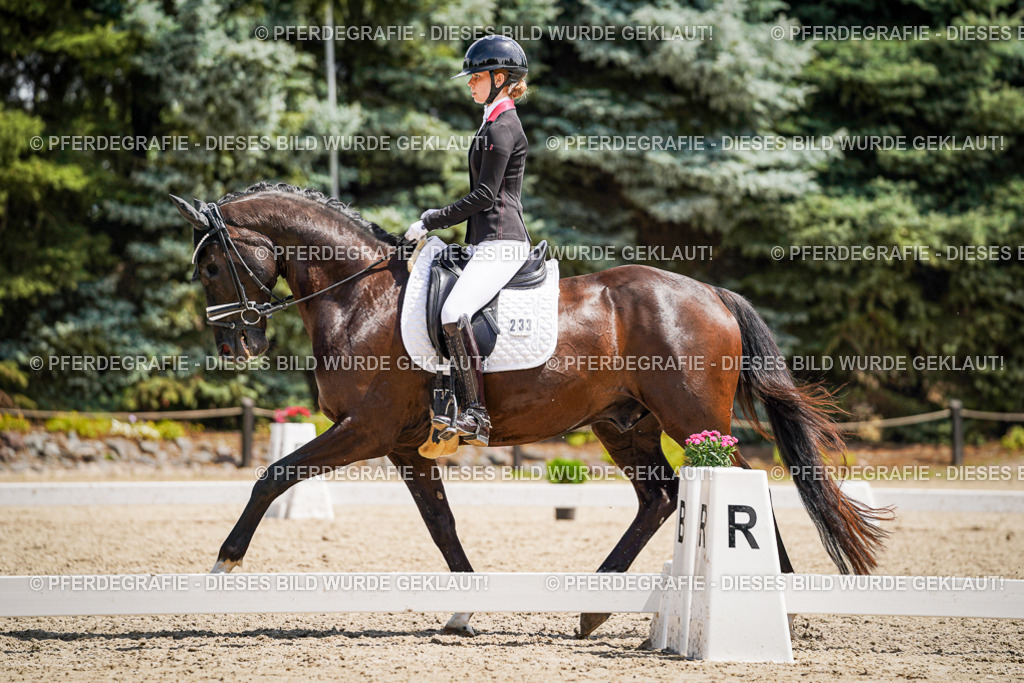 DSC01567 | Pferdegrafie