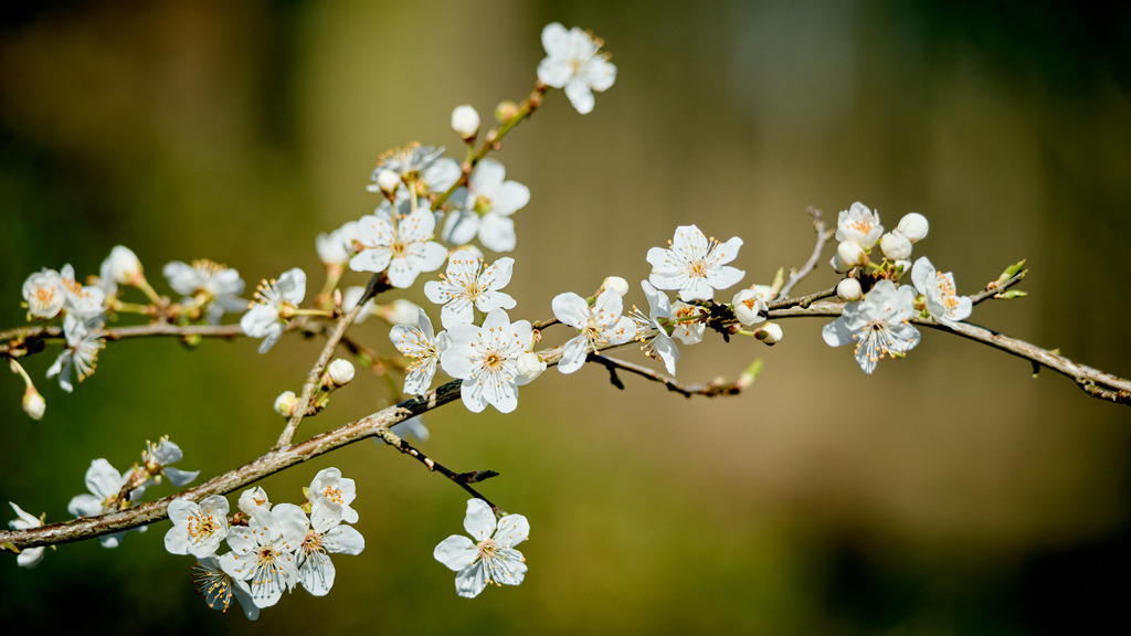 Kirchblüte VI | kleinen-fotografie