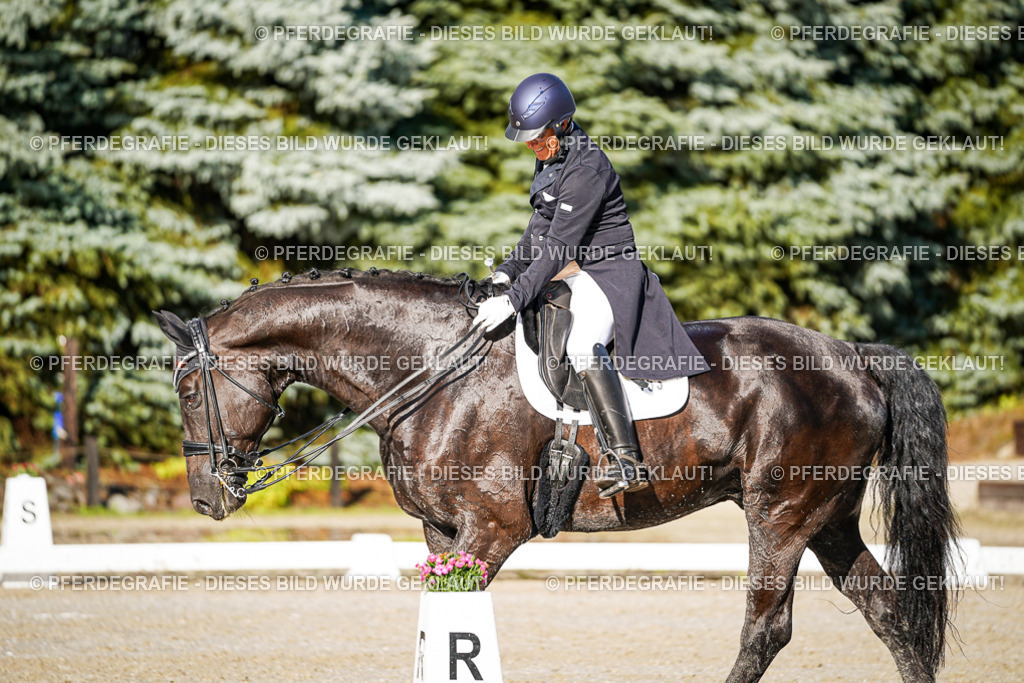 DSC00603 | Pferdegrafie