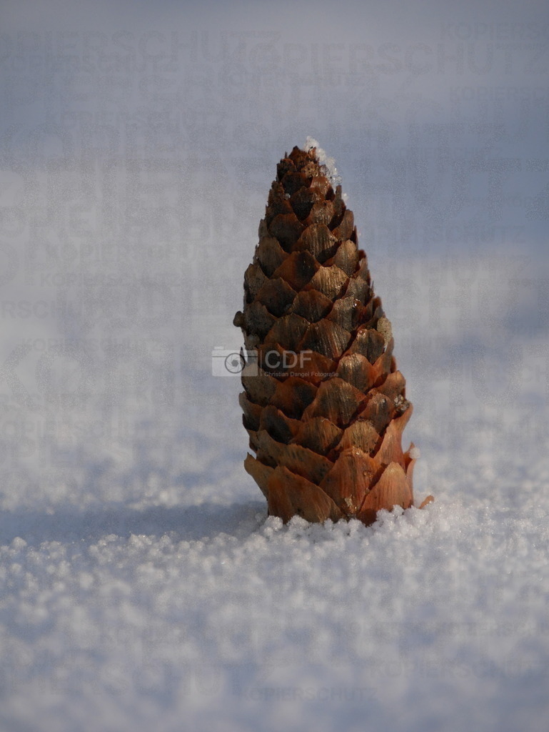 P1570713 | Tannenzapfen im Schnee. - Realisiert mit Pictrs.com