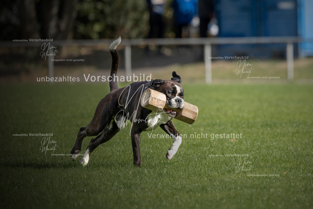_16A6661-12 | Einzigartige Fotos von Hunden & Menschen –Actionfotos, Portraits, Vereinsaufnahmen & Paarshootings – authentisch, lebendig & mit Herz.