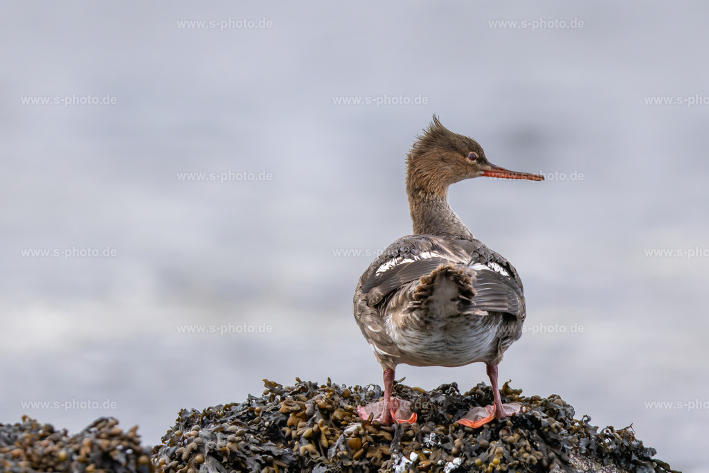 Mittelsäger | ..an der Ostsee - Realisiert mit Pictrs.com