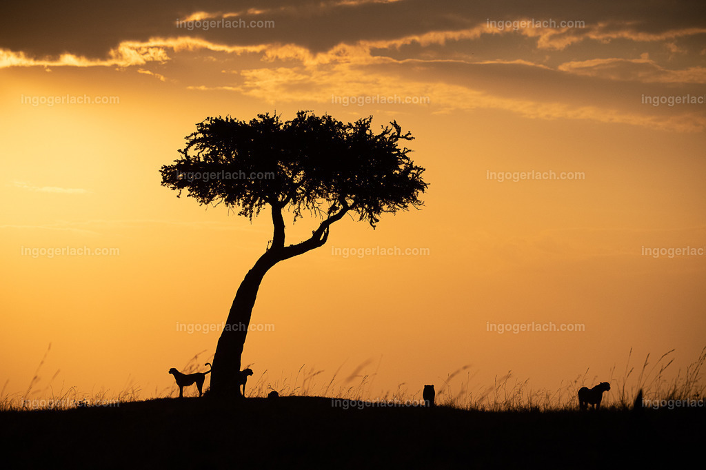 Die Gepardenkoalition beim Sonnenuntergang | Die fünf Gepardenbrüder oder auch Gepardenkoalition genannt fotogen auf einem Hügel bei Sonnenuntergang
