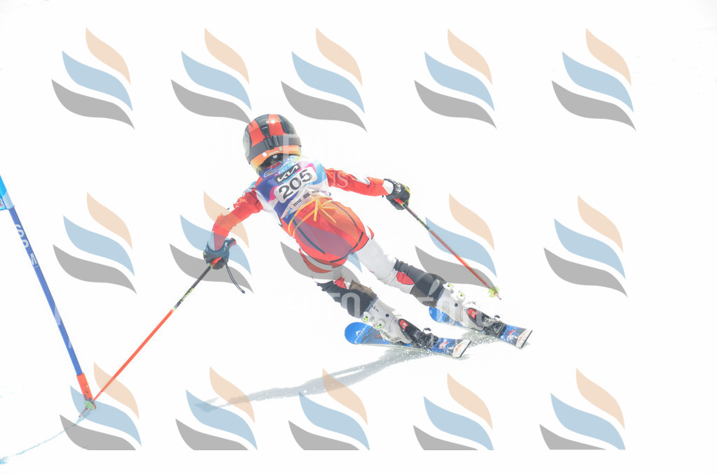 _ELE6983 | holidayphoto