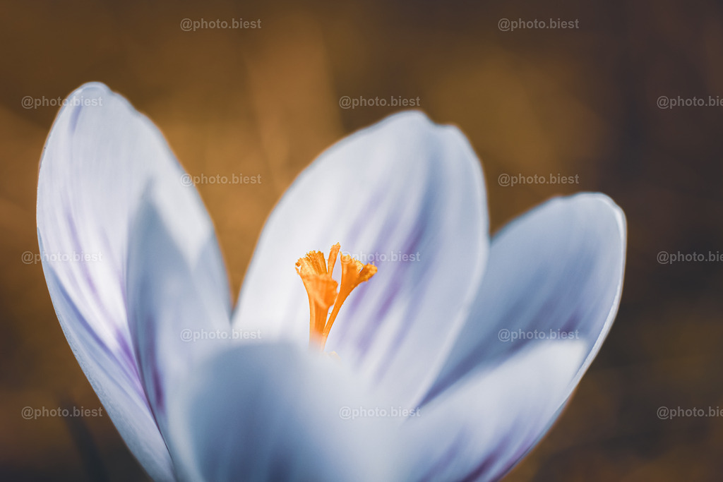 Zarte Krokusblüte | Eine weiß-blaue Krokusblüte. - Realisiert mit Pictrs.com