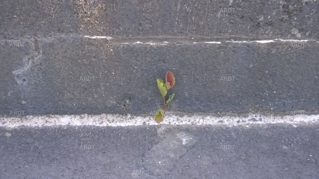 Stadt Natur 2 | ARDT Foto Kunst