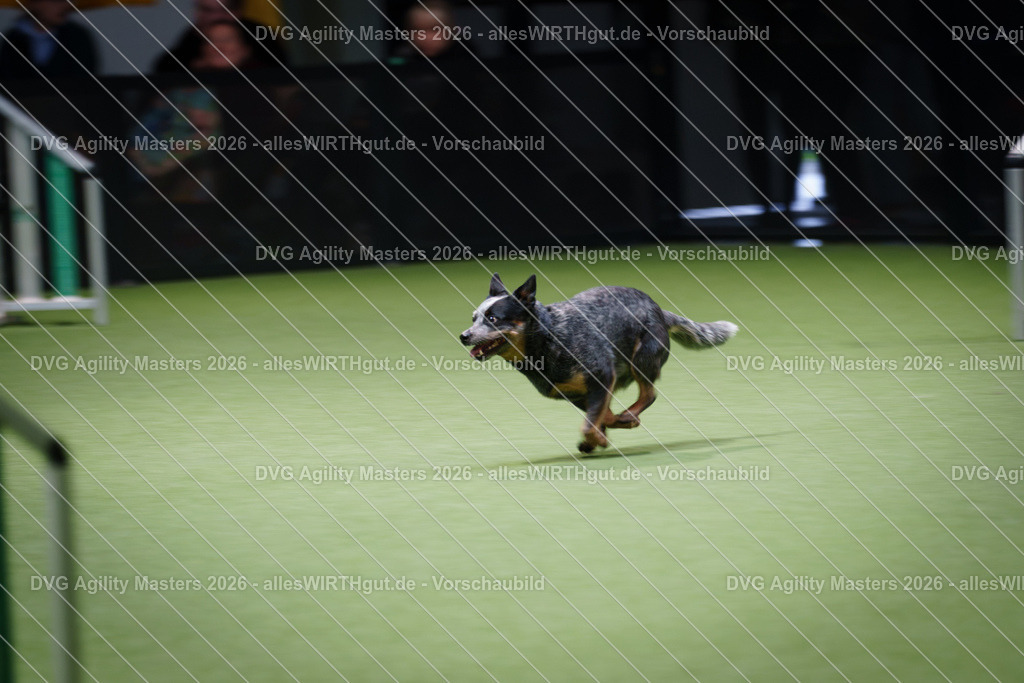 allesWIRTHgut_Tierfotografie-DVG_Agility_Masters_2026-14_25-7R504671 | Professionelle Tierfotografie in Mönchengladbach von Daniel Wirth (allesWIRTHgut). Liebevolle & natürliche Bilder von Hunden & Katzen für unvergessliche Erinnerungen.