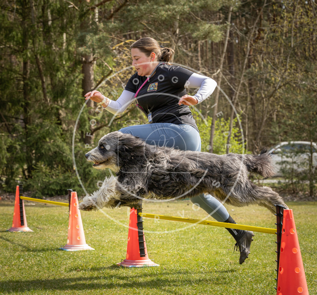 Pfotenfotografie_DV3A6384 | Hundefotografie, Tierfotograf, Pfotenfotografie, Fotoshooting Hund, Hunde Portrait, Hundesport, Hundeportraits, Heideshooting, Hunde, Sportfotograf, Hundefotograf, Turnierhundsport, THS,  - Realisiert mit Pictrs.com