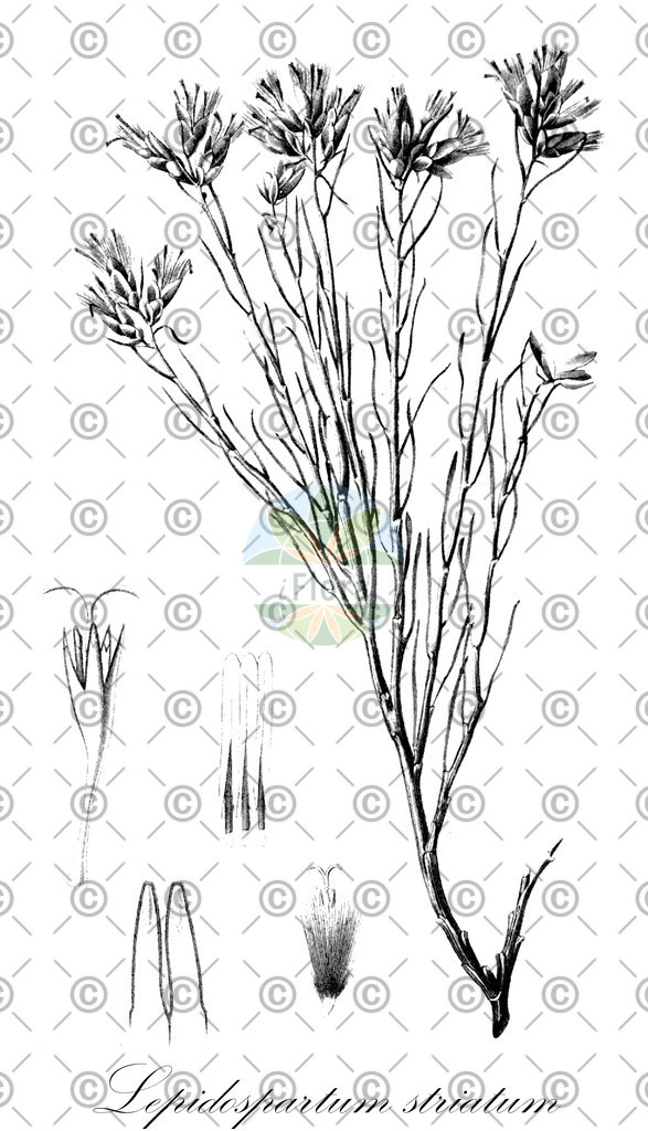 HistAbb_wfo-0000017349_1_ENZY_Simple | Historische Abbildung von Lepidospartum striatum - | Historical Illustration of Lepidospartum striatum - 