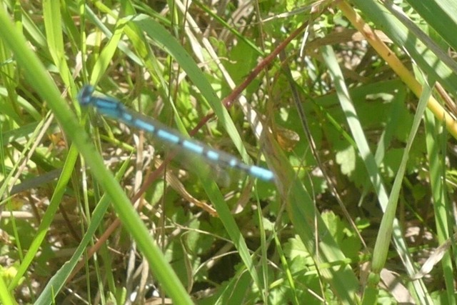 Blaue Libelle | Verkauf von Fotos und  Videoclips zumThema Natur.Motive sind Pflanzen, Tiere, Landschaftenund Wetter - Realisiert mit Pictrs.com