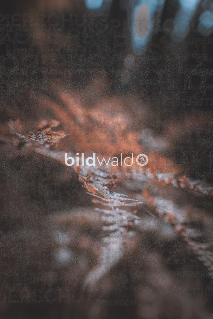 wald forrest trees nature bildwald (47 von 73) | BILDWALD - eine Auswahl an Bildern von Thomas Perrotton zum bestellen und genießen. Alle Bilder von Thomas Perrotton - Alle Bilder mit einer SONY Kamera gemacht - SONY TAMRON SIGMA PHOTOSHOP LIGHTROOM BILDWALD Online kaufen Bilderwald Wandbilder - Realisiert mit Pictrs.com