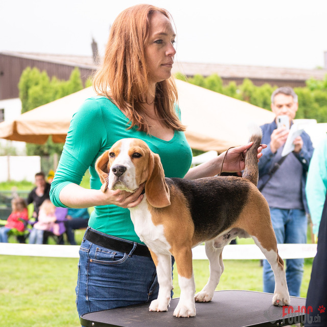 Clubsiegershow BCS  | Clubsiegershow BCS in Villmergen. 14.05.2023 Foto: Leo Wyden