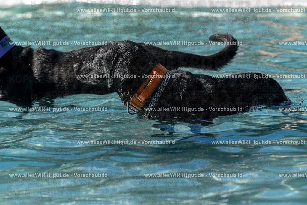 Hundeschwimmen_Volksbad_2026-allesWIRTHgut_Tierfotografie-2609061329-FAY06775 | Professionelle Tierfotografie in Mönchengladbach von Daniel Wirth (allesWIRTHgut). Liebevolle & natürliche Bilder von Hunden & Katzen für unvergessliche Erinnerungen.