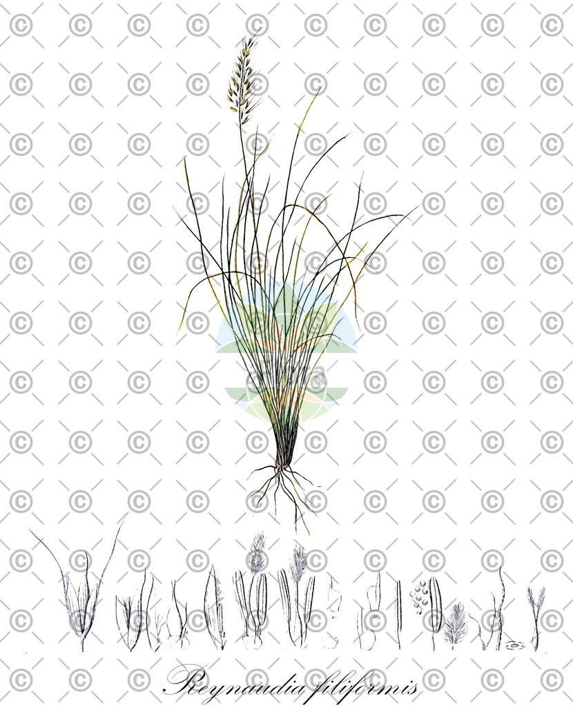 HistAbb_wfo-0000295818_1_ENZY_Simple | Historische Abbildung von Reynaudia filiformis - Poaceae | Historical Illustration of Reynaudia filiformis - Poaceae