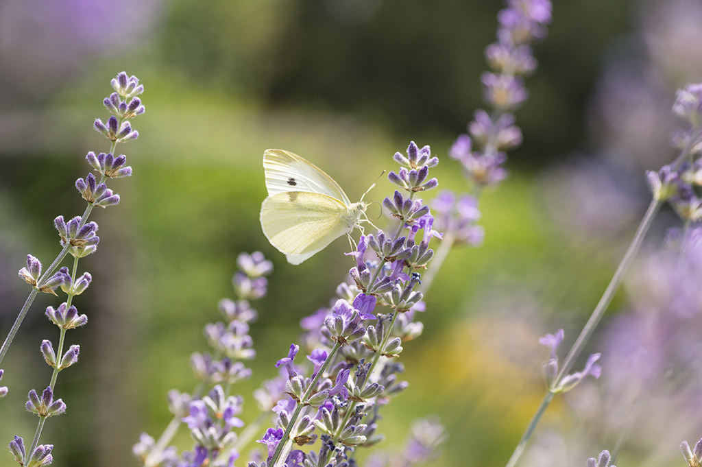 Weisser Schmetterling auf Lavendel Blüte | Fotos mit schönen Motiven aus der Region Basel. - Realisiert mit Pictrs.com