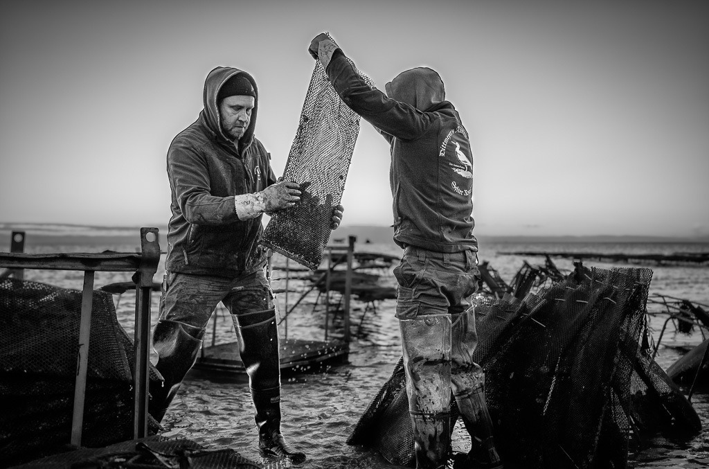 Austernzucht und -ernte auf Sylt durch Dittmeyer’s Austern-Compagnie © Holger Rüdel | Der Online-Shop von Holger Rüdel. Ausgewählte Fotografien als FineArt-Prints bestellen: Bildreportagen, Landschaften, Wildlife, History, Infrarot-Motive in Schwarzweiß und Verschiedenes.  - Realisiert mit Pictrs.com