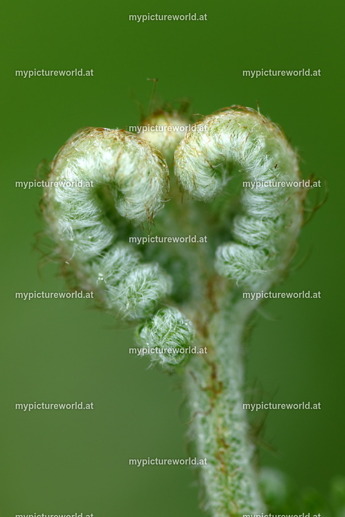 Adlerfarn-006 | Das Bilderarchiv über Tiere, Planzen und Landschaften. In der Bilddatenbank finden Sie ein große Auswahl an hochwertigen Bilder für Ihre Werbung - Realized with Pictrs.com