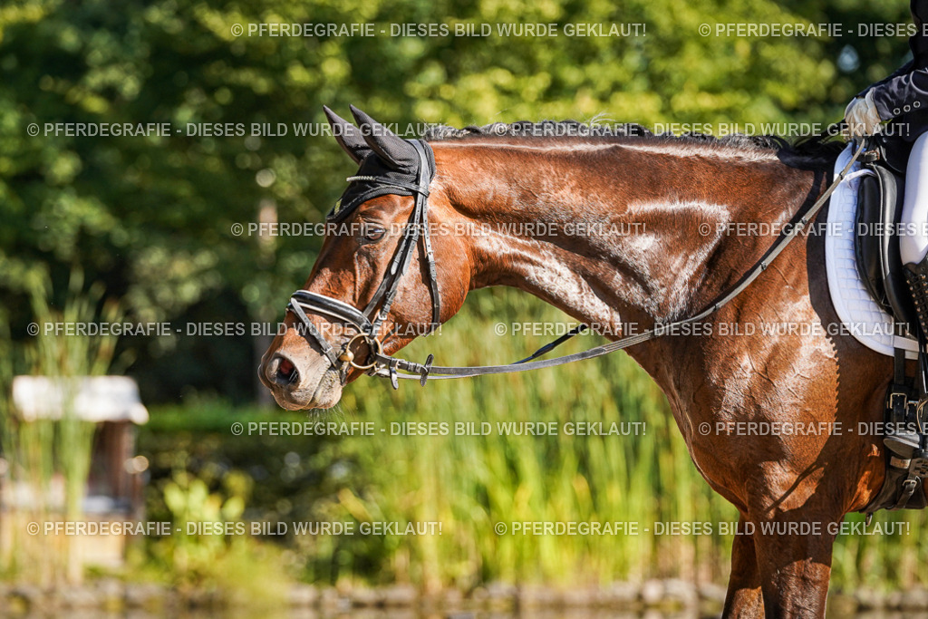 DSC09769 | Pferdegrafie