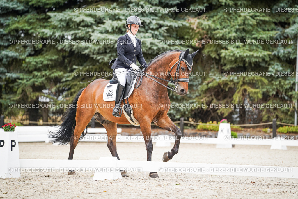 DSC08190 | Pferdegrafie