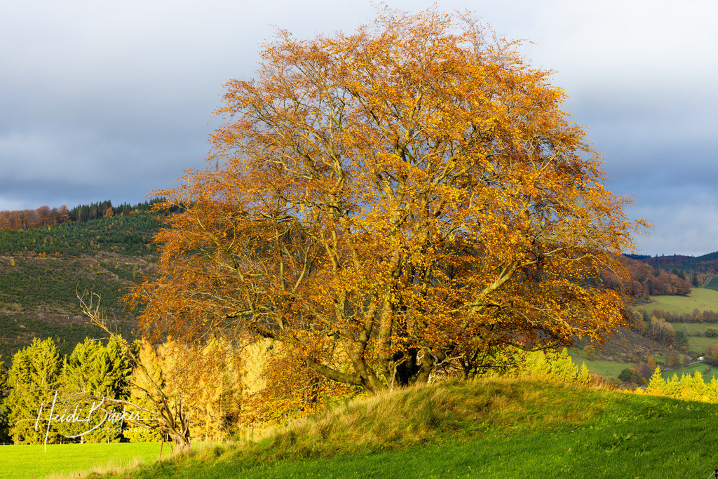 Alte Buche im Herbst | Alte Buche im Herbst - Realisiert mit Pictrs.com