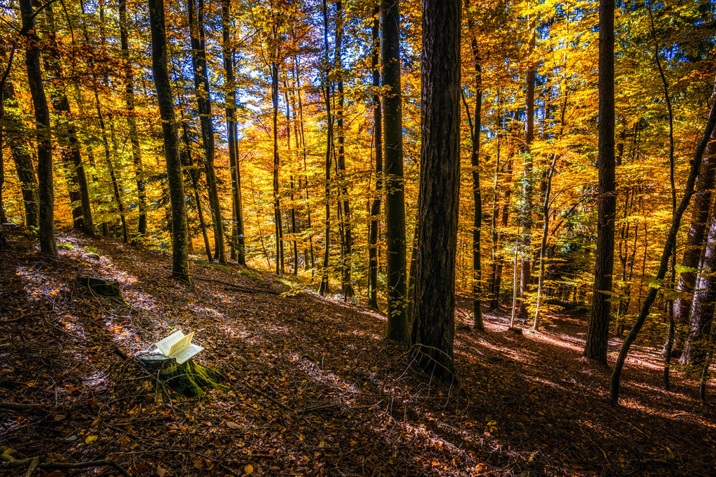 Bücherherbst | Herbstwald irgendwo am rechten Thunerseeufer mit einem ausgelegten Buch.
-----------------------------------------------
Autumn forest somewhere on the right side of Lake Thun with a book laid out.
-----------------------------------------------
Dieser Druck ist in einer limitierten Auflage von 5 Exemplaren erhältlich. 
This print is available in a limited edition of 5 copies. 
http://art.hess.photography/24-buecherherbst.html - Realisiert mit Pictrs.com