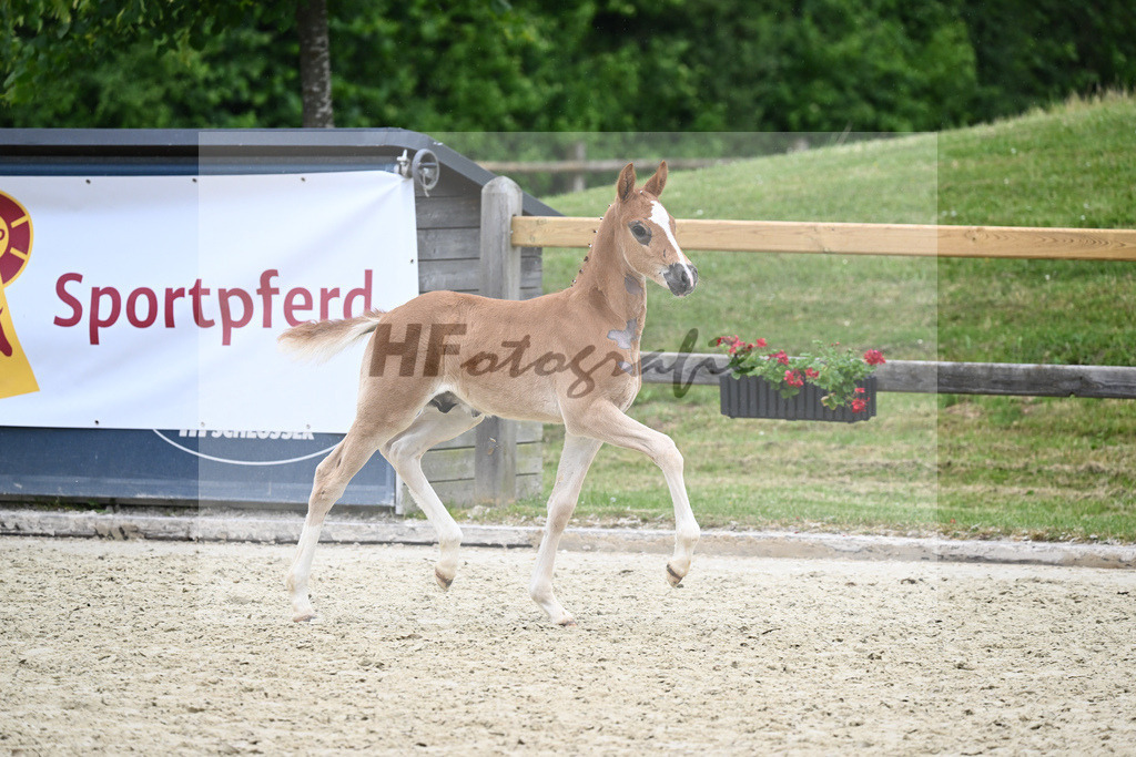 Kat-Nr. 54 HF D-Gold AT_Schober_17231270 | hf-fotografie - Realisiert mit Pictrs.com
