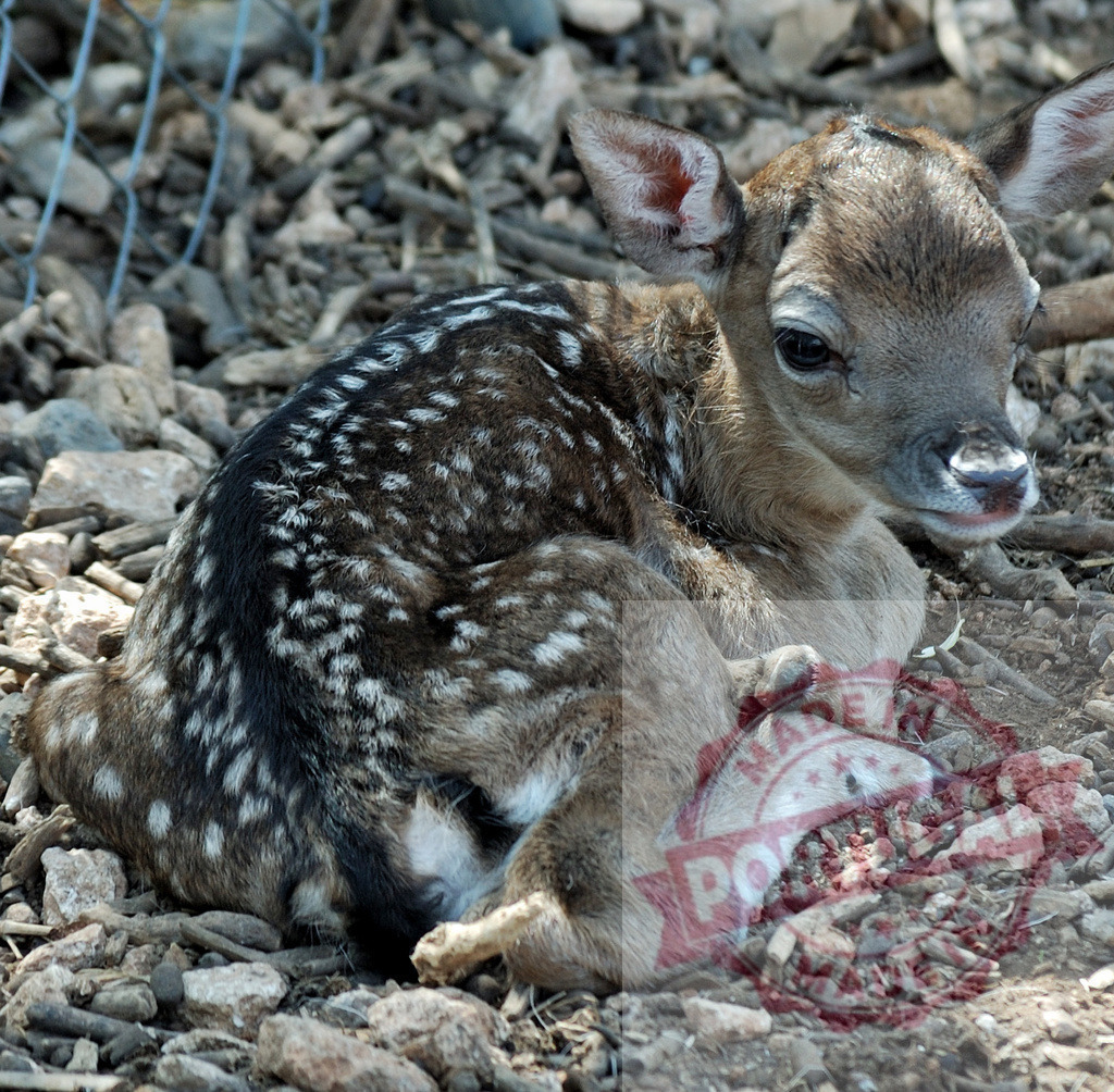Fawn lying on ground watching surrounding environment | Young cute fawn resting on earthy ground with white spots - Realized with Pictrs.com