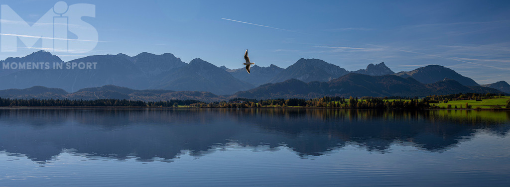 2.Liga-1860-HEIM.jpg | 17.10.2022, Herbst am Hopfensee im Allgäu (Bayern) bei Füssen. Eine Möwe streicht auf Nahrungssuche über den See.  - Realisiert mit Pictrs.com