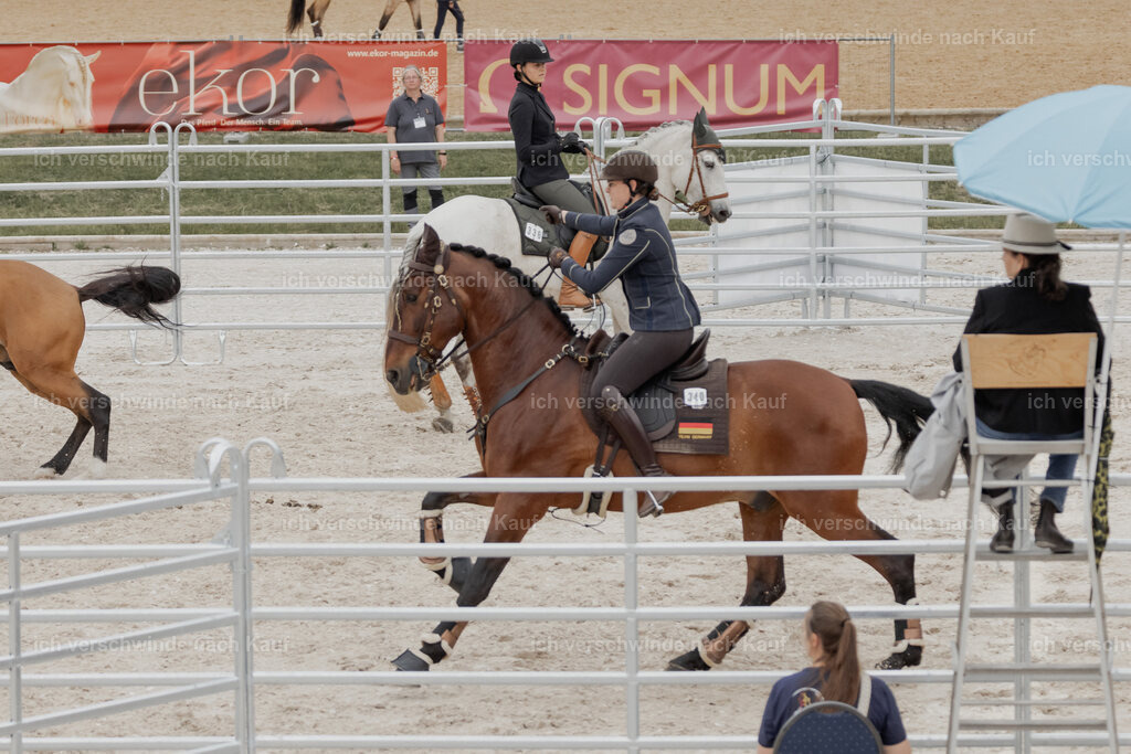 WE__Stoib_Rinder_PI2025_3032 | Pferd International München 2025