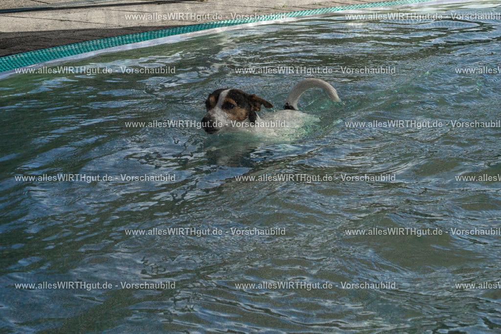 Hundeschwimmen_Volksbad_2026-allesWIRTHgut_Tierfotografie-2609061548-DSC00120 | Professionelle Tierfotografie in Mönchengladbach von Daniel Wirth (allesWIRTHgut). Liebevolle & natürliche Bilder von Hunden & Katzen für unvergessliche Erinnerungen.