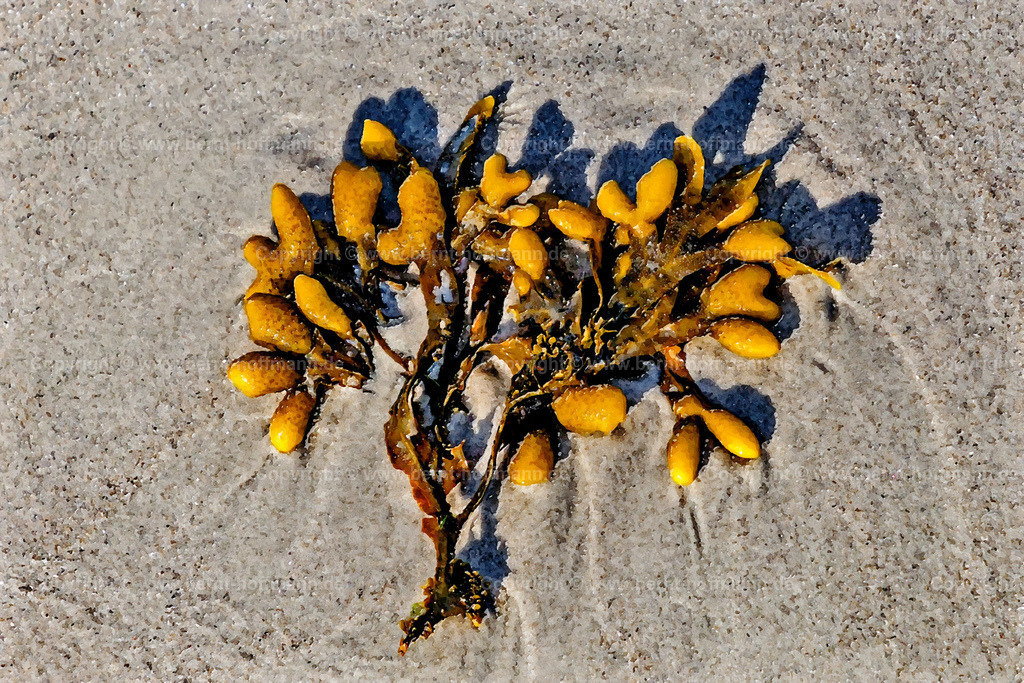 PDM2_6119_Blasentang-Baum_180x120 | DIGITALKUNST. Meeresfrüchte - Blasentang. __ Aus der richtigen Perspektive betrachtet sieht der kleine Zweig Blasentang aus wie ein kleiner Baum. __ Seitenverhältnis = 3 zu 2 - Realisiert mit Pictrs.com