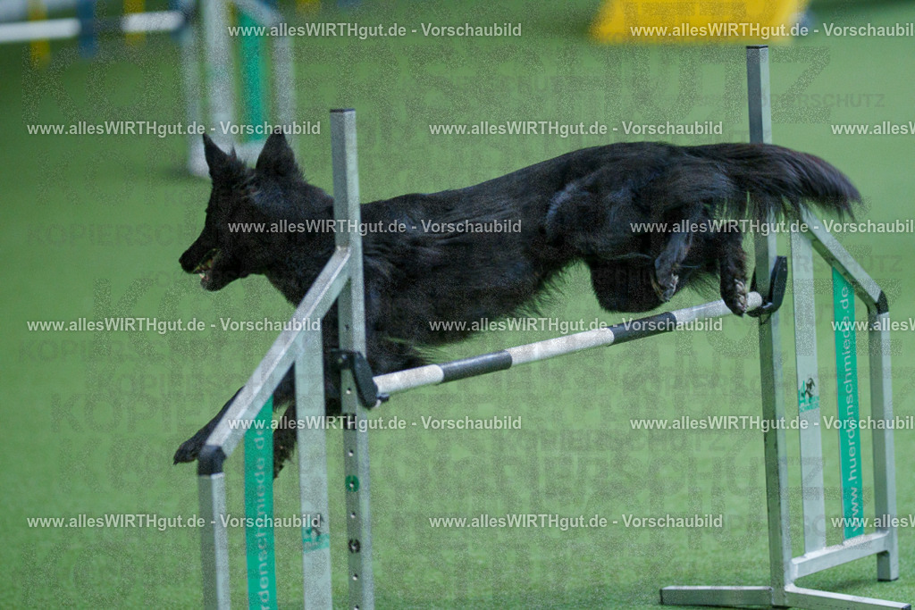 @allesWIRTHgut_Tierfotografie - www.allesWIRTHgut.de - 2604261530-7R505831 | Professionelle Tierfotografie in Mönchengladbach von Daniel Wirth (allesWIRTHgut). Liebevolle & natürliche Bilder von Hunden & Katzen für unvergessliche Erinnerungen.
