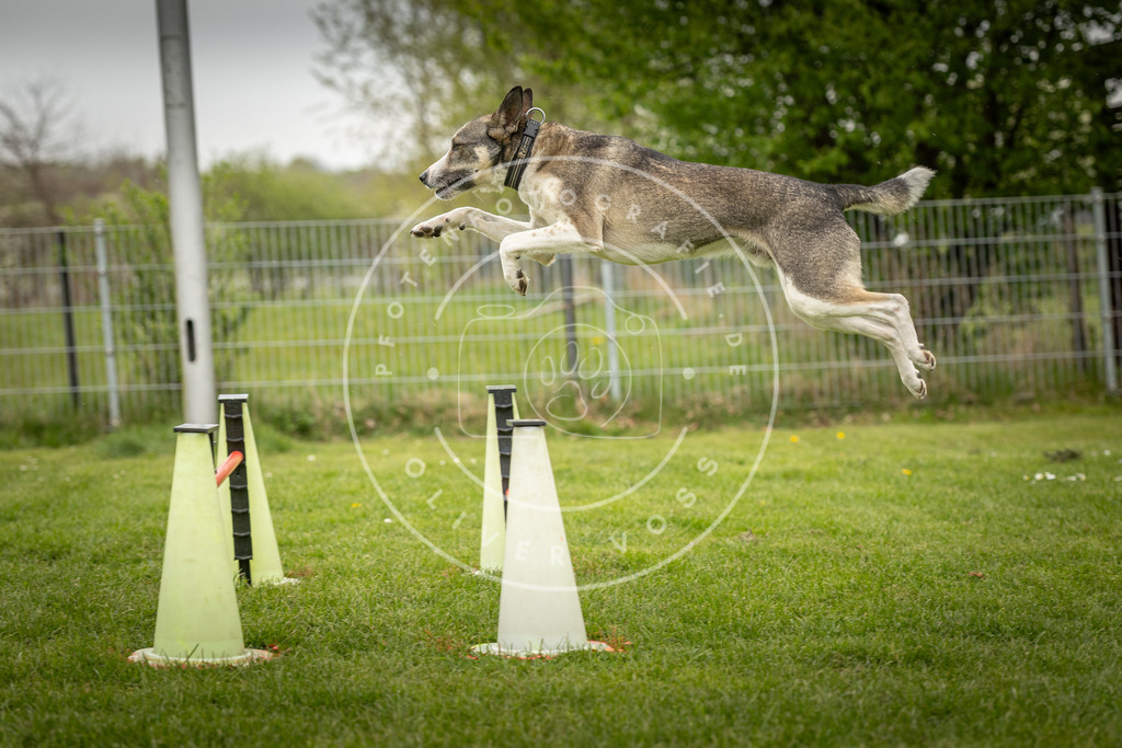 Pfotenfotografie_DV3A2864 | Hundefotografie, Tierfotograf, Pfotenfotografie, Fotoshooting Hund, Hunde Portrait, Hundesport, Hundeportraits, Heideshooting, Hunde, Sportfotograf, Hundefotograf, Turnierhundsport, THS,  - Realisiert mit Pictrs.com