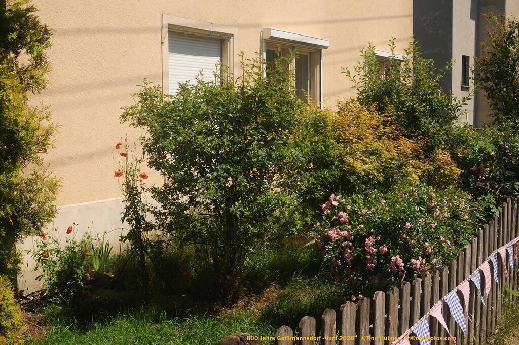 Geißmannsdorf-2026-Ortsbilder-456 | Geißmannsdorf bei Bischofswerda im Sommer 2026. Ein fotografischer Streifzug durch das Dorf Geißmannsdorf, mit Gebäuden, Straßen, Strohpuppen und geschmückten Vorgärten und Grundstücken anlässlich der 800-Jahr-Feier von Geißmannsdorf im Juni 2026 - Realisiert mit Pictrs.com