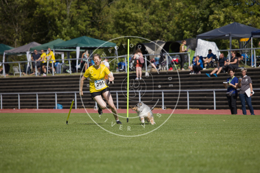 0L8A7012 | Hundefotografie, Tierfotograf, Pfotenfotografie, Fotoshooting Hund, Hunde Portrait, Hundesport, Hundeportraits, Heideshooting, Hunde, Sportfotograf, Hundefotograf, Turnierhundsport, THS,  - Realisiert mit Pictrs.com