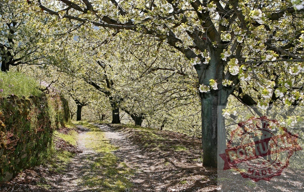 Cherry trees blossoming along a rustic spring path. Extremdura - Spain | Cherry trees blooming white flowers along a sunny path in a spring orchard - Realisiert mit Pictrs.com
