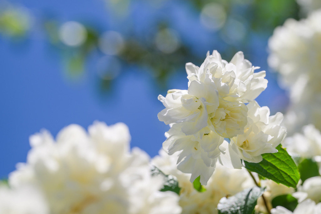 Sommerjasmin | Vom Sonnenlicht durchdrungen strahlen die weißen Blüten vor dem Himmelsblau, ein festliches Leuchten, dieser Sommerjasmin. - Realisiert mit Pictrs.com