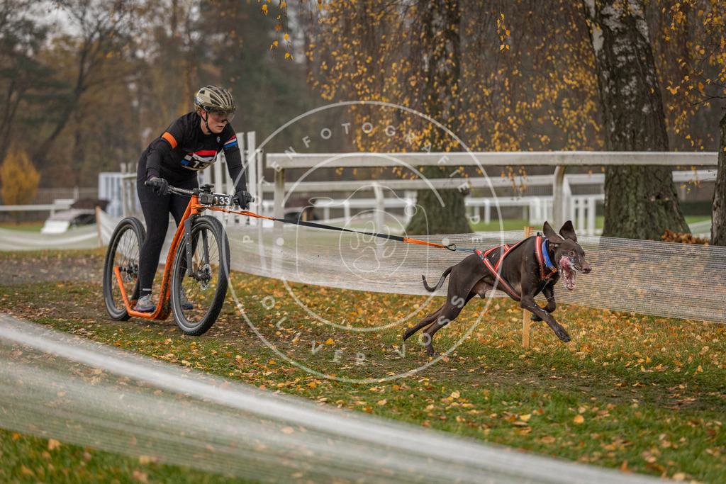 CaniXpix_DV3A8029 | Hundefotografie, Tierfotograf, Pfotenfotografie, Fotoshooting Hund, Hunde Portrait, Hundesport, Hundeportraits, Heideshooting, Hunde, Sportfotograf, Hundefotograf, Turnierhundsport, THS,  - Realisiert mit Pictrs.com