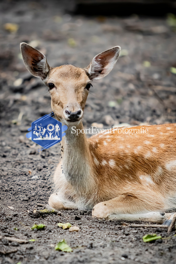 IMG_3881 | SportEventFotografie - Roman Stoiber